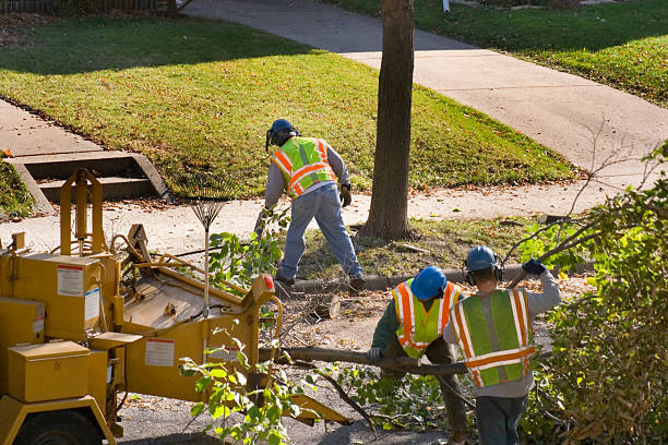 Best Tree Cabling and Bracing  in Speedway, IN