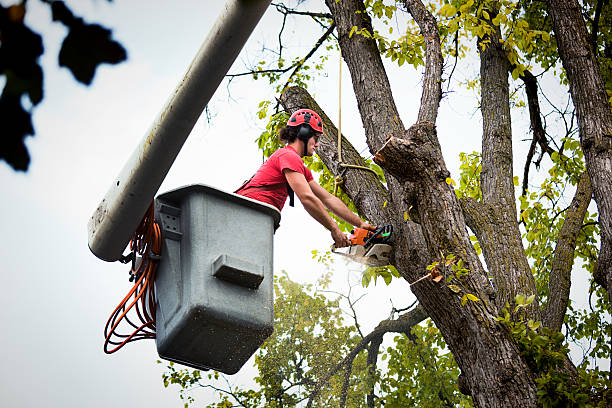 Best Hazardous Tree Removal  in Speedway, IN